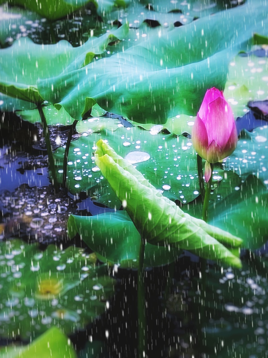 雨打荷花珠不定