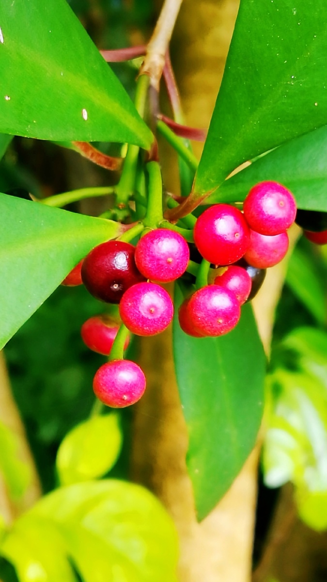 东方紫金牛灌木全株可入药可食用