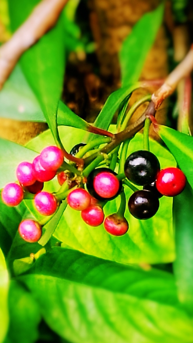 东方紫金牛灌木全株可入药可食用