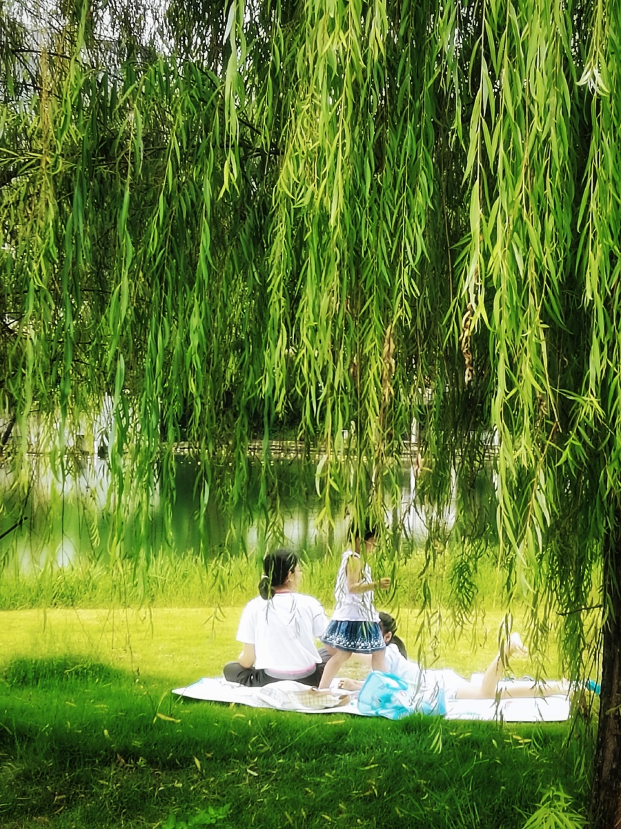 柳树下的一家三口