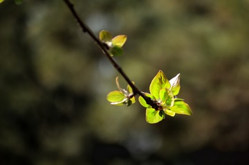 2904098