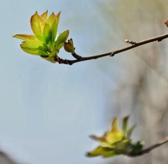 2904108