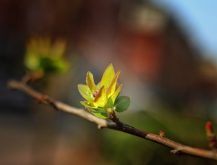 2904106