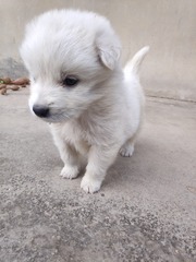 1000003771