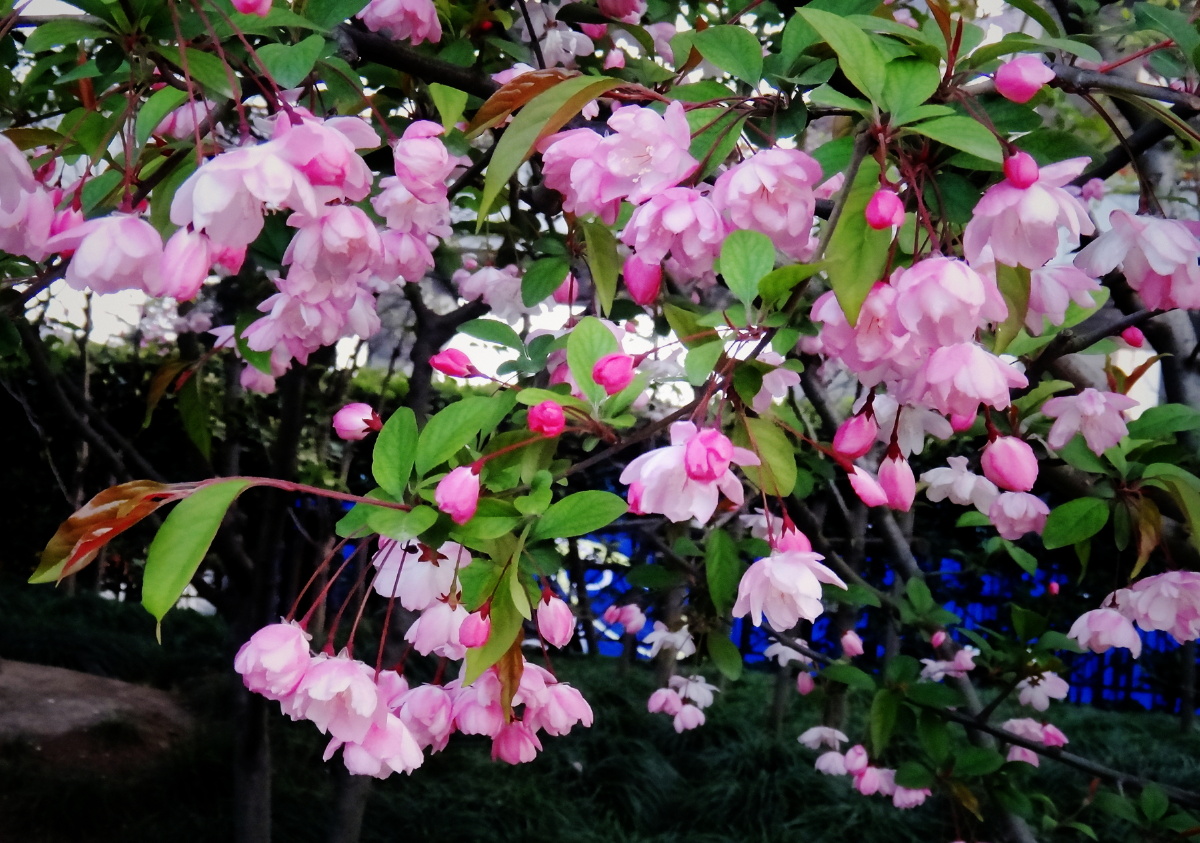 2013的樱花垂丝海棠