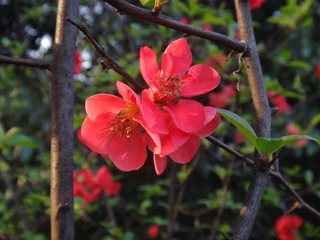 DSC02779_副本.jpg