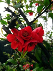 DSC02799_副本.jpg