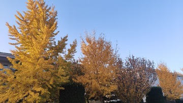 1000016400