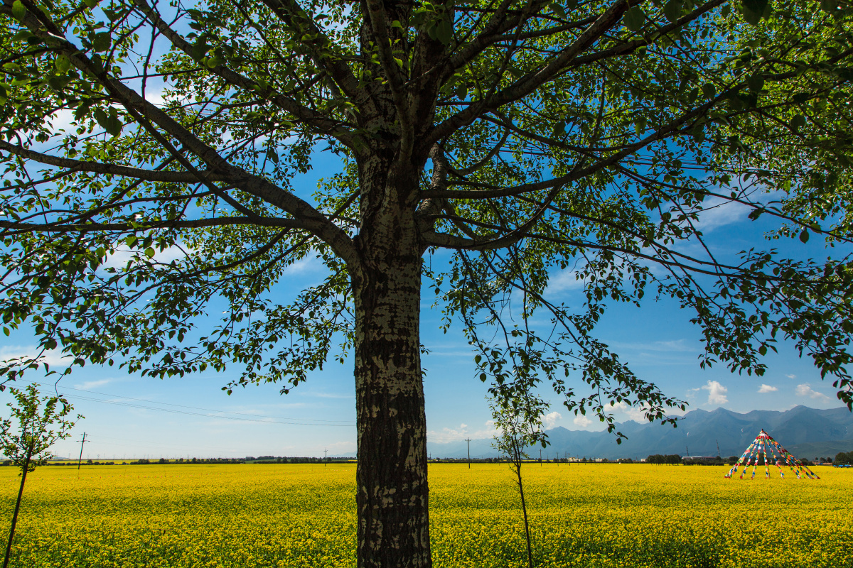 大树之下的金黄色