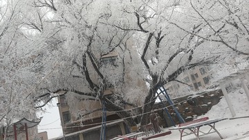4680009