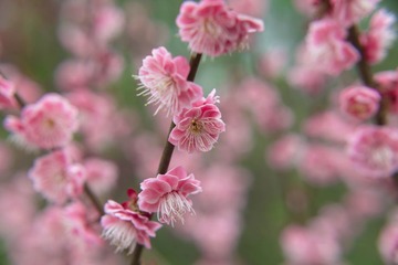 LIO_6259_2