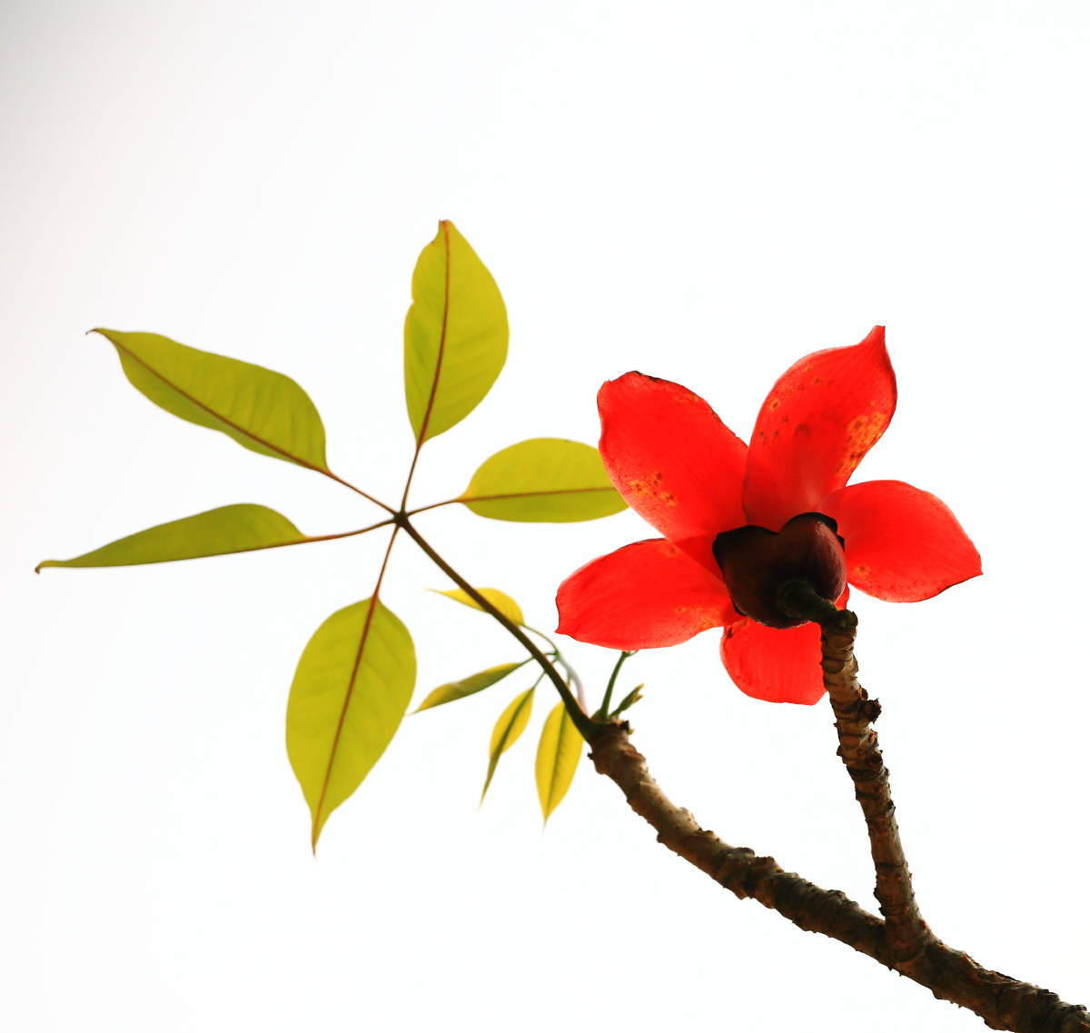 广州市花红棉花