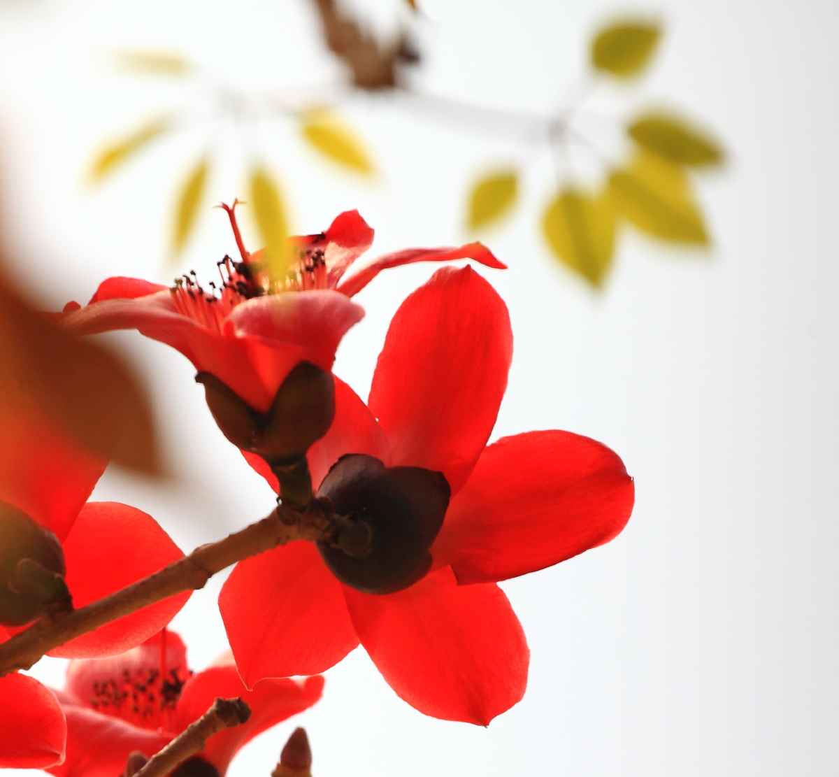 广州市花红棉花