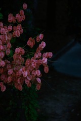 1000015787