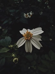 1000002290