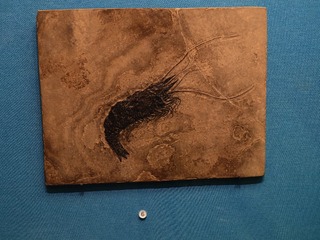1000051013