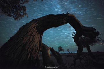 怪树林星轨20130802.jpg