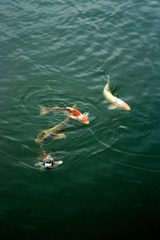 IMG_6466.jpg