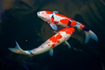 IMG_7013.jpg
