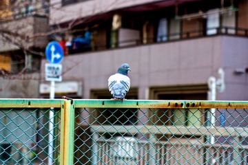 鸽子不怕人，标变也打鸟.jpg