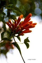 和顺-炮仗花2.jpg