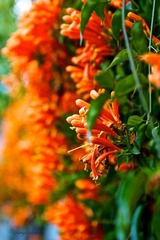 和顺-炮仗花.jpg