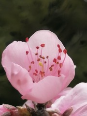 746444