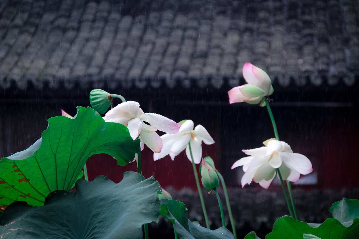 清净莲花 如是我闻一时佛在舍卫国…….