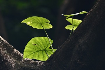 53464