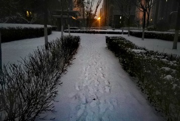 3786827