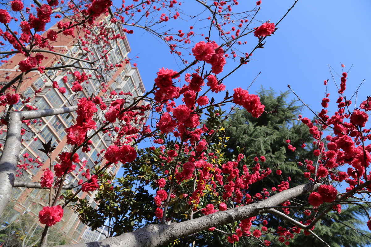 红叶梅的春天