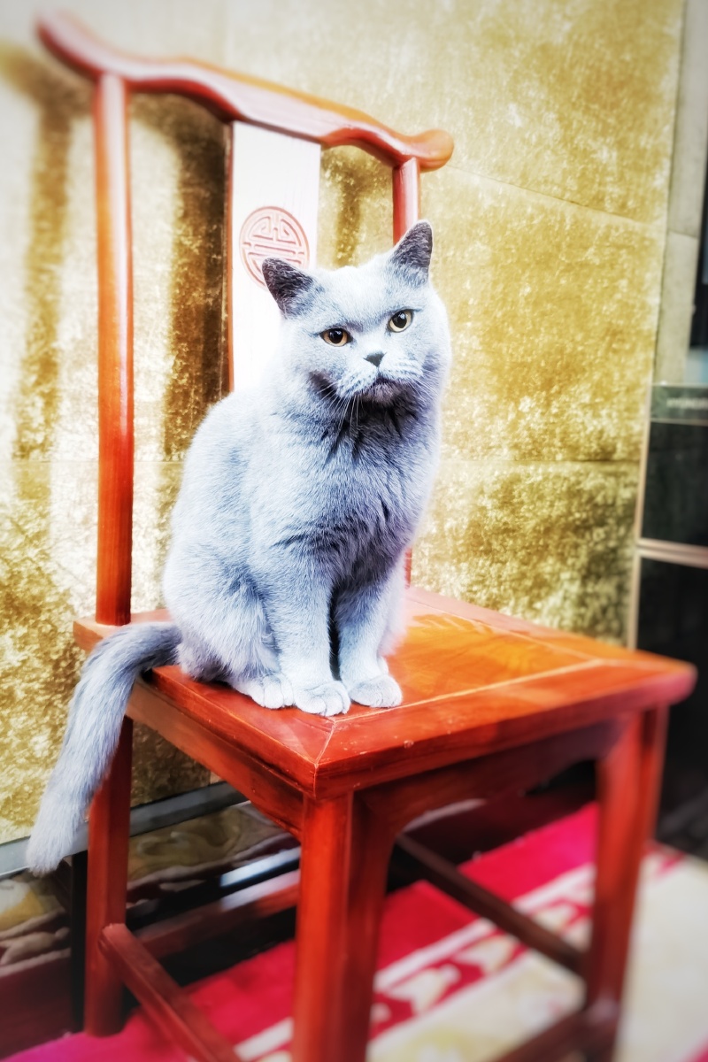 猫61抓拍友人家的品种英短蓝猫咪叫tuotuo因为主人也不晓得tuo字该