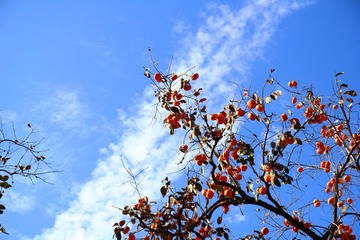 景山柿子.JPG