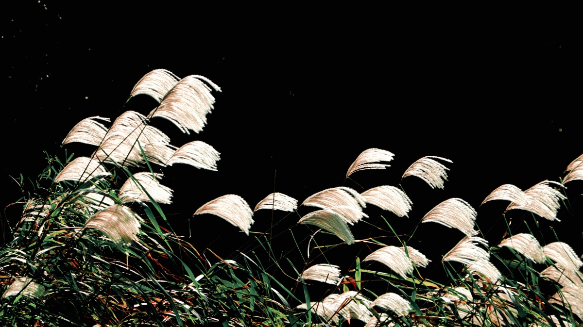 秋风吹芦苇,风劲苇絮飘.