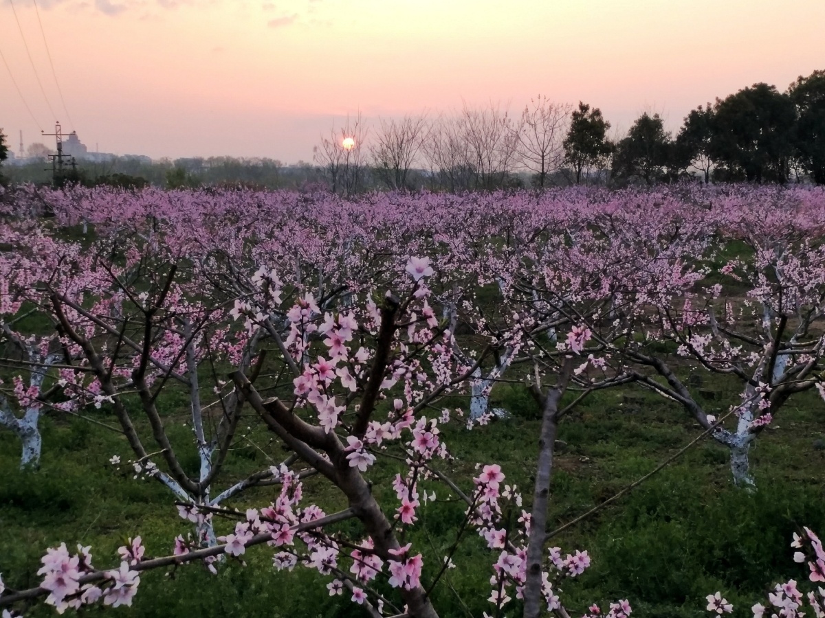 天宁寨的桃花已然绽放让我们走近大自然走近那桃花盛开的地方
