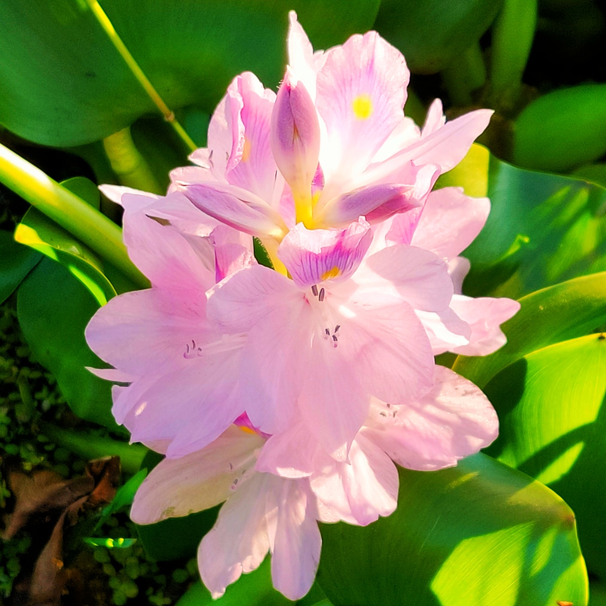 野慈菇花#奇花异草# - 黄山谷 - 图虫