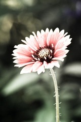 IMG_1394.jpg
