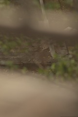 1000066633