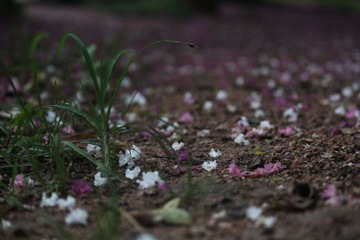 IMG_1664.JPG