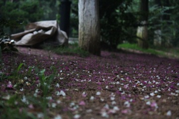 IMG_1665.JPG