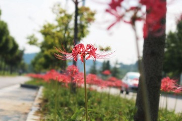IMG_1775.JPG
