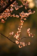 DSC_3007.jpg