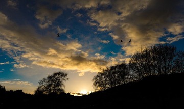 Nelson_CAT9577