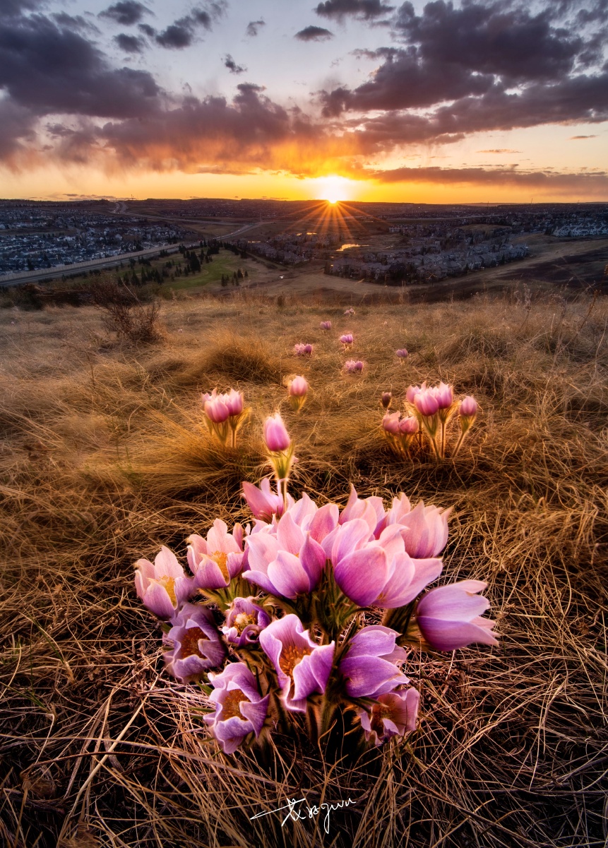 白头翁野花生长在落基山的草原上在春天里旷野上看见一丛一丛毛嘟嘟的