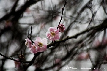 DSC_1531.jpg