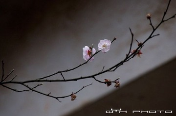DSC_1530.jpg