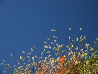 1000115566