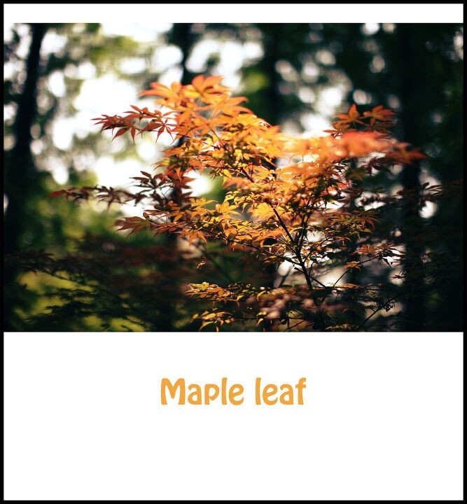 maple leaf<br />
自己很喜欢