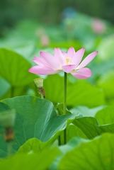 荷