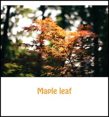 maple leaf